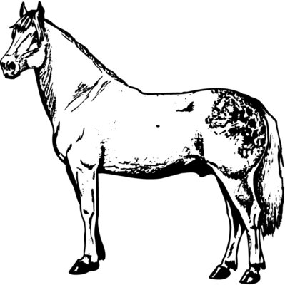 HORSE033